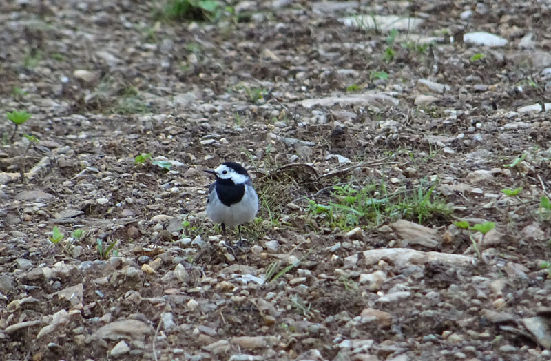 Motacilla alba